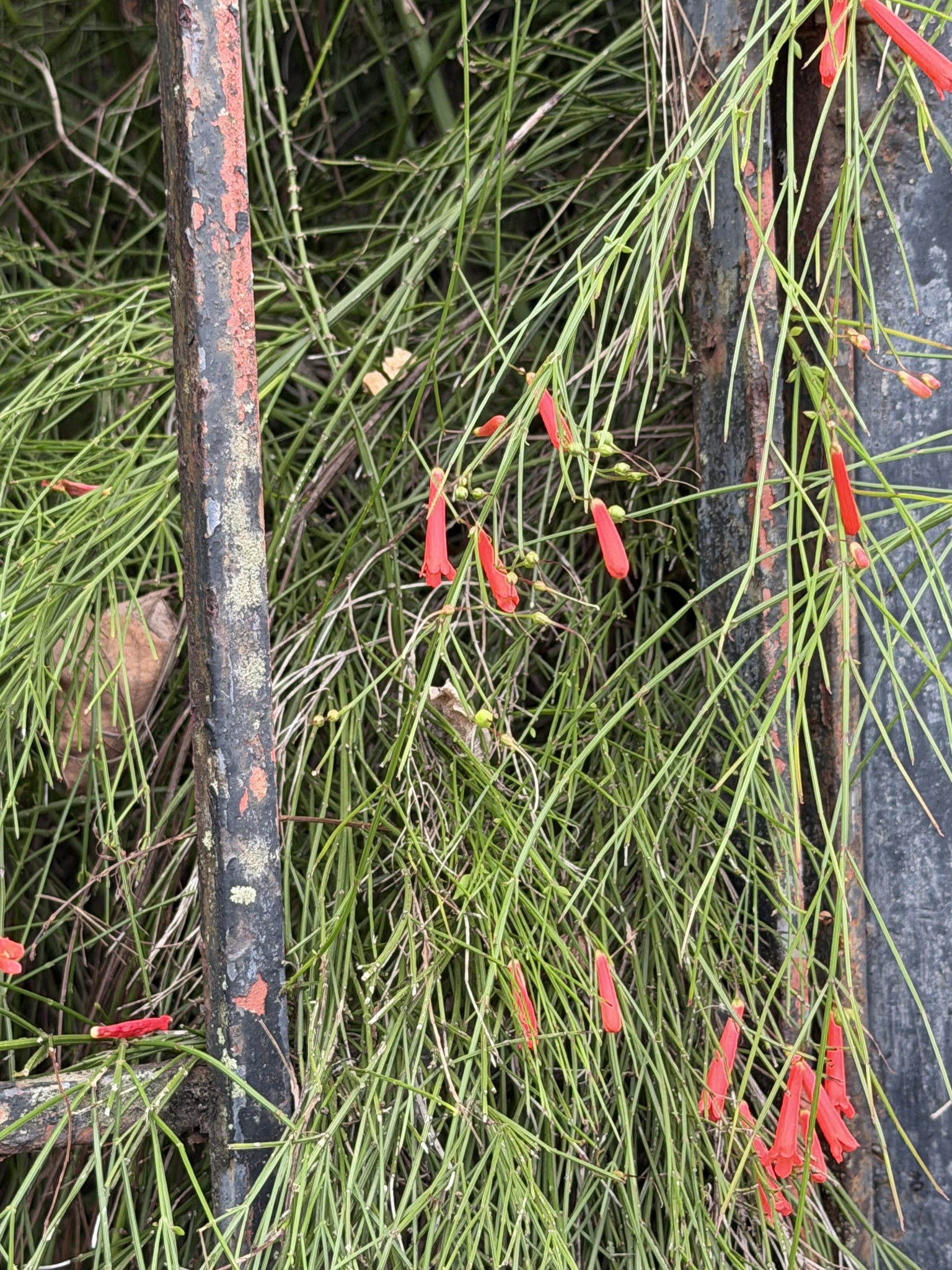 Photograph of Firecracker Plant