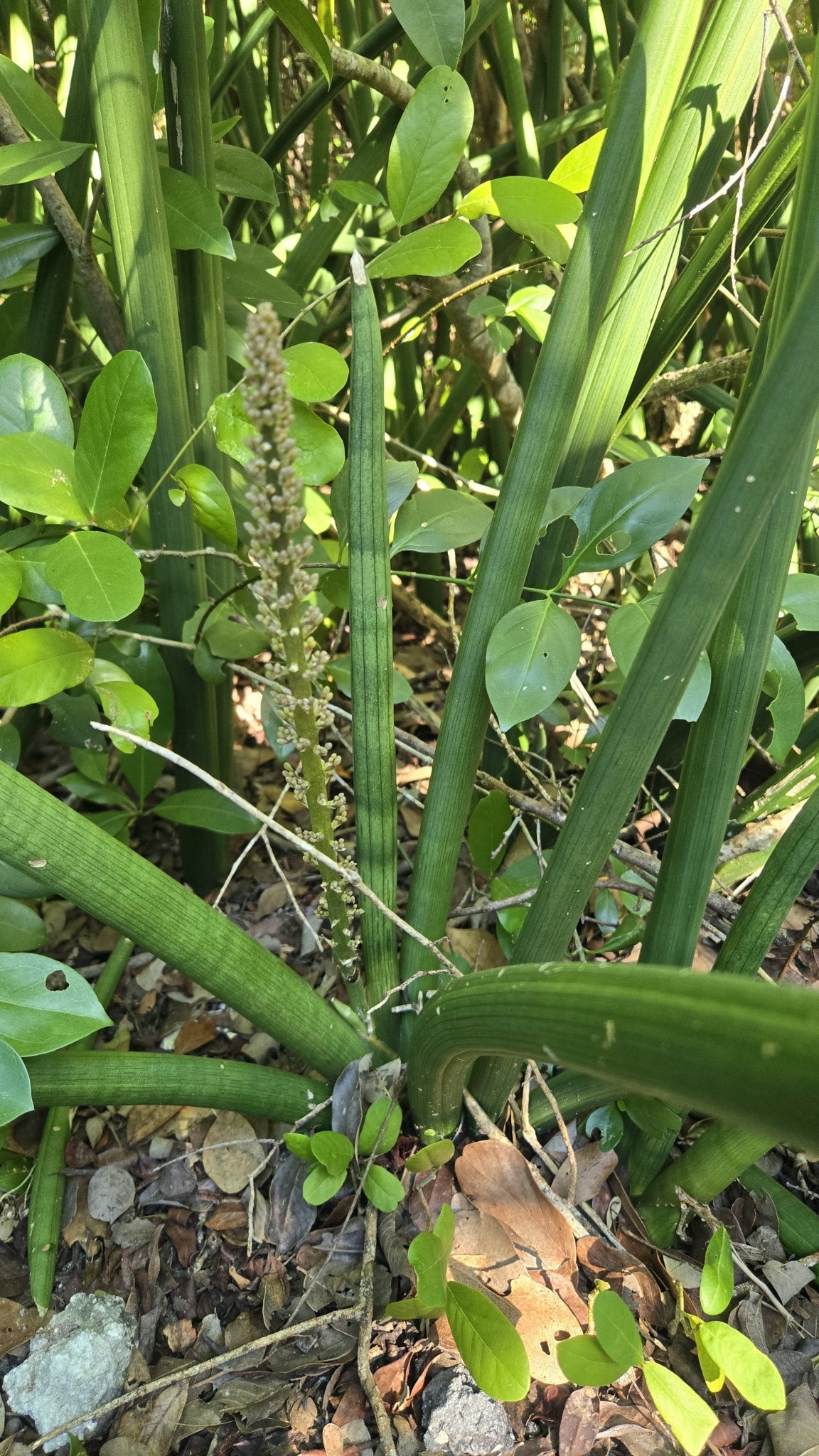 Photograph of Snake Plant (Sansevieria)