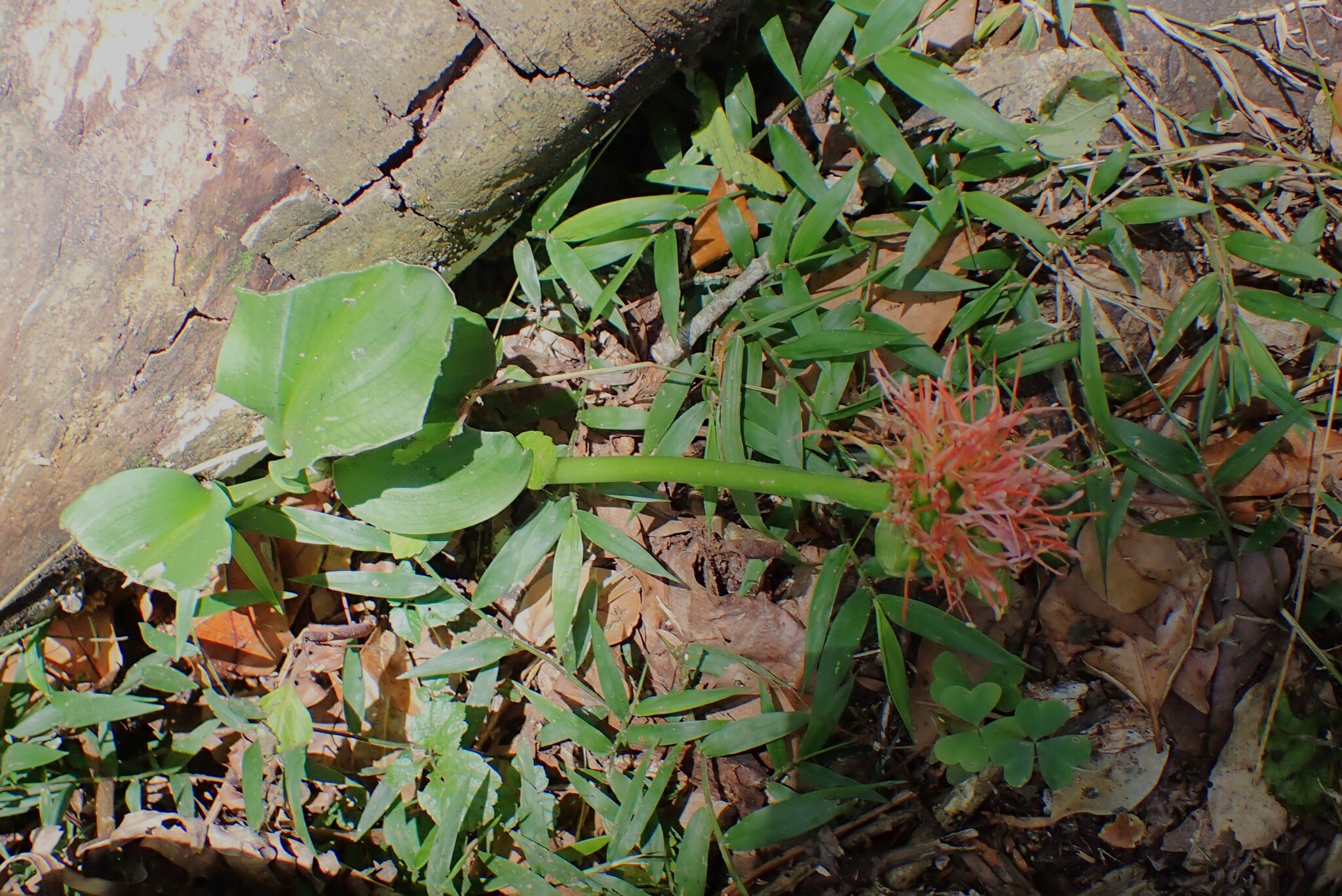 Photograph of Blood Lily (Scadoxus)