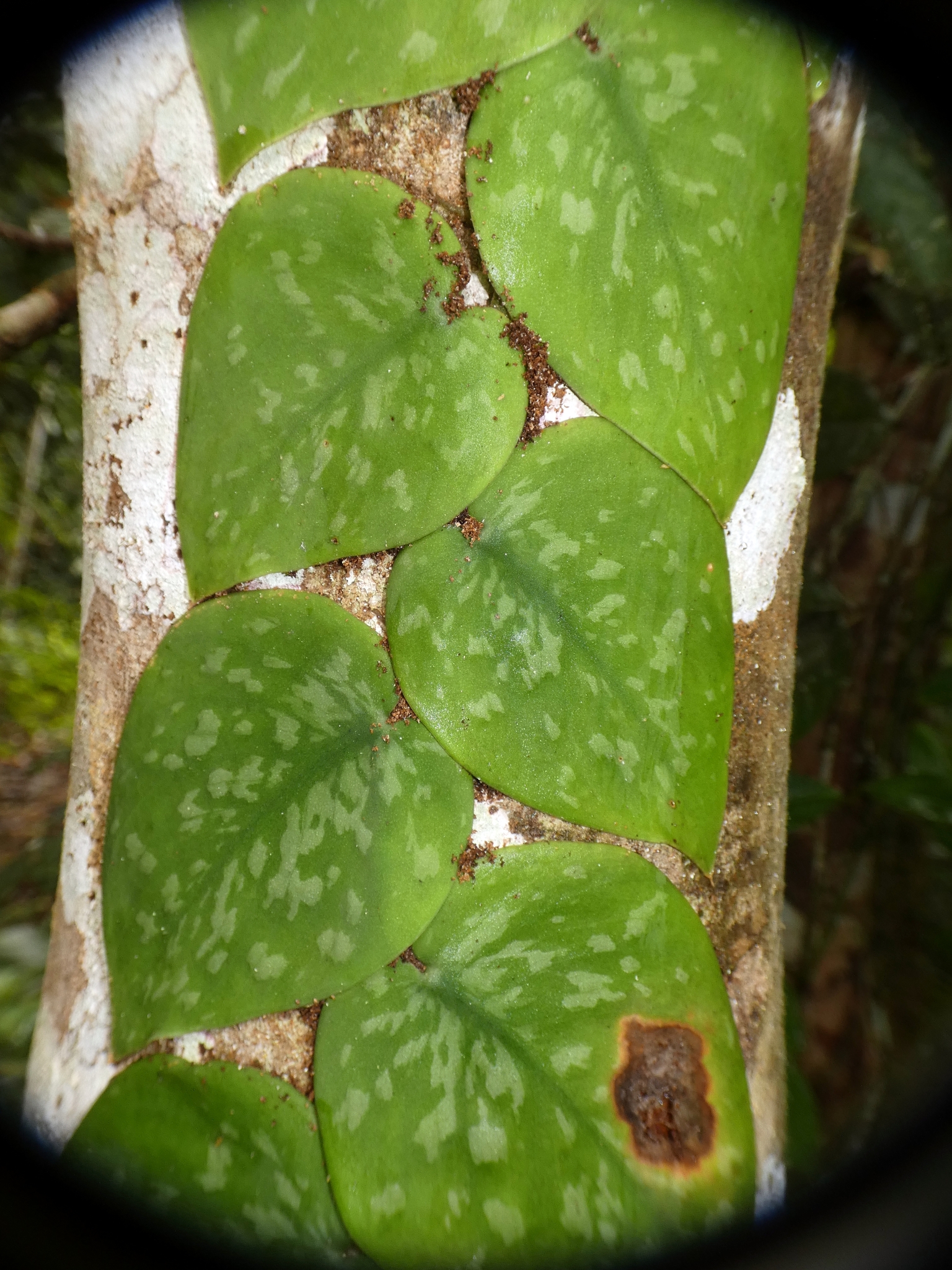 Photograph of Scindapsus
