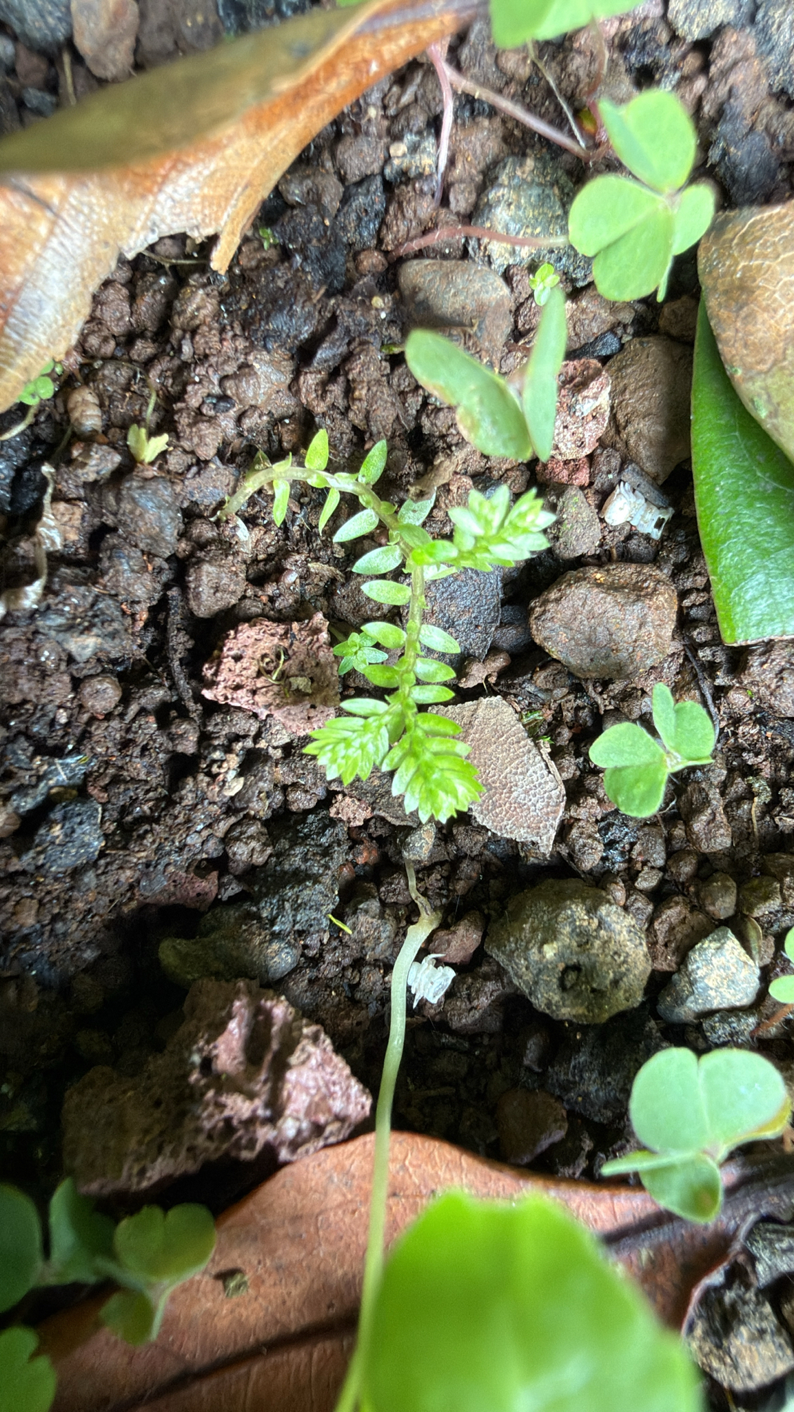 Photograph of Selaginella