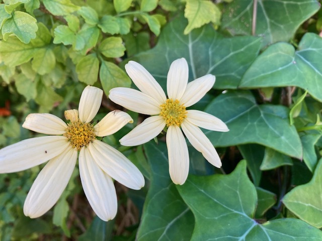 Photograph of Senecio