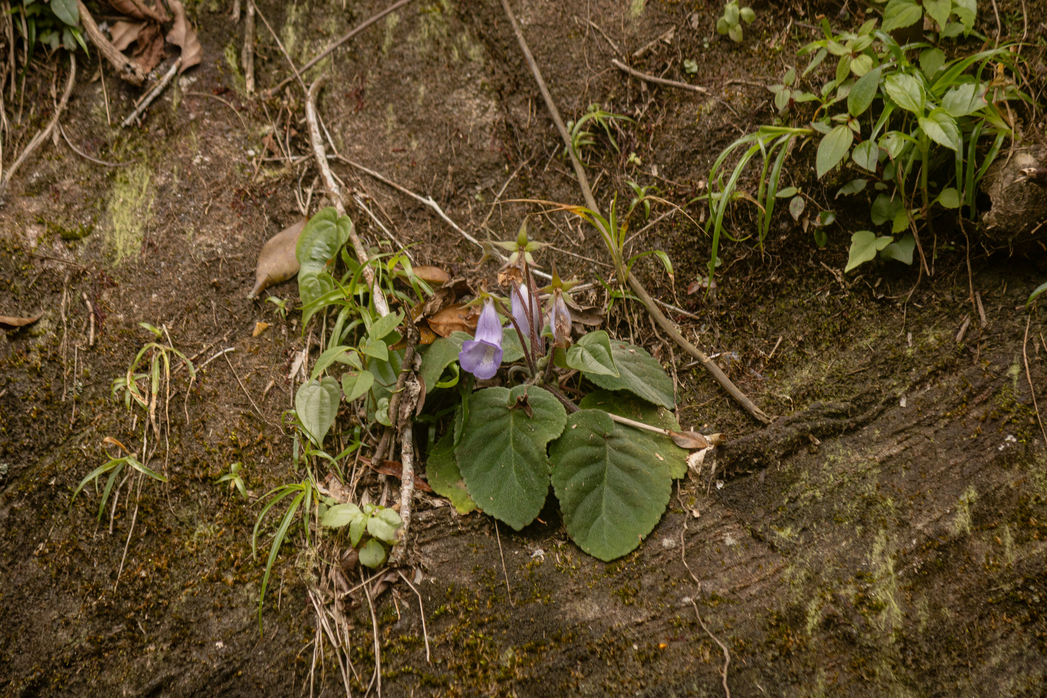 Photograph of Gloxinia