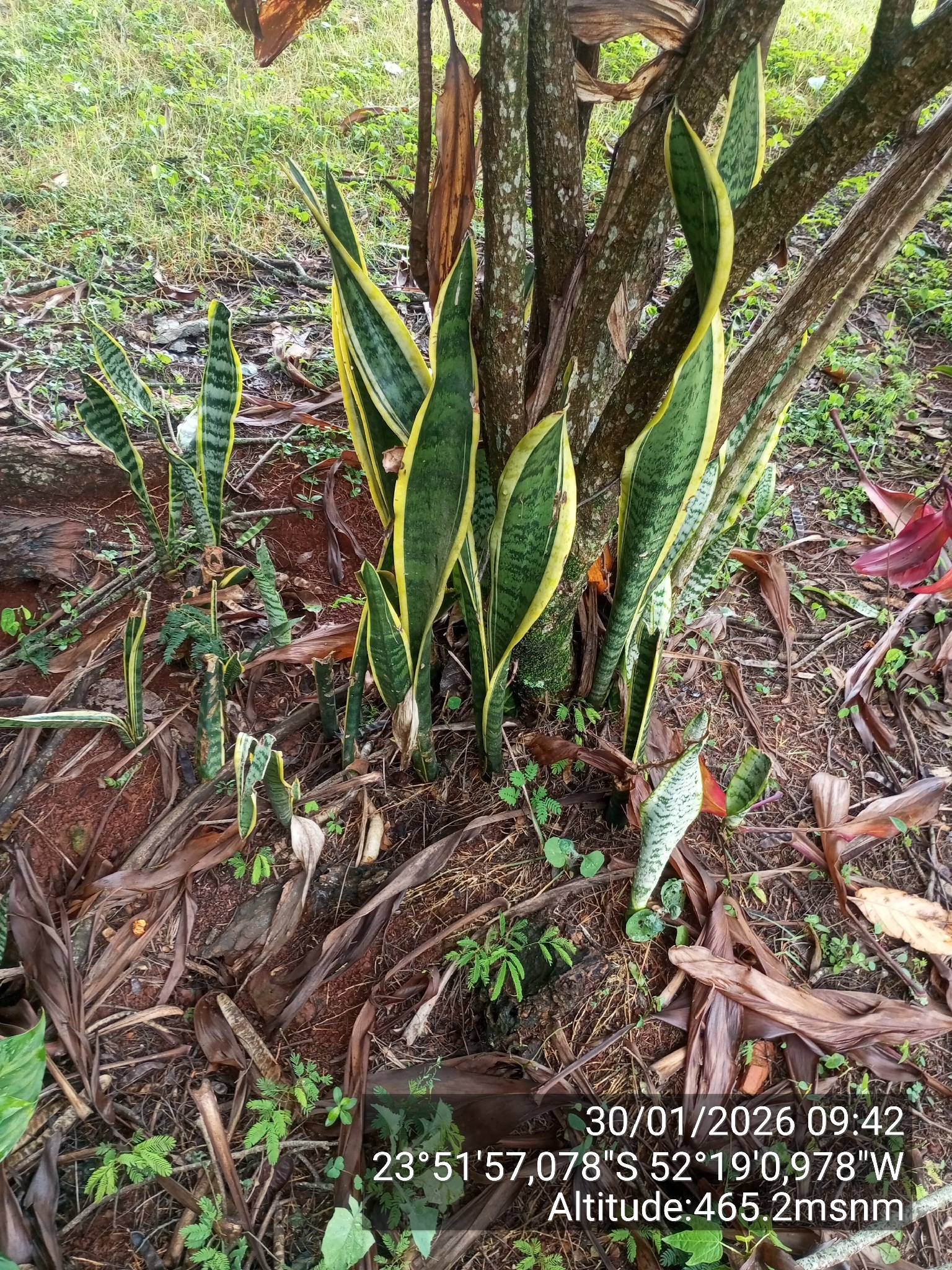 Photograph of Snake Plant