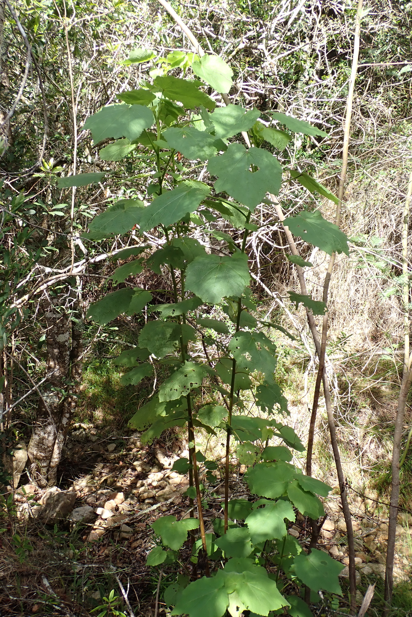 Photograph of African Hemp