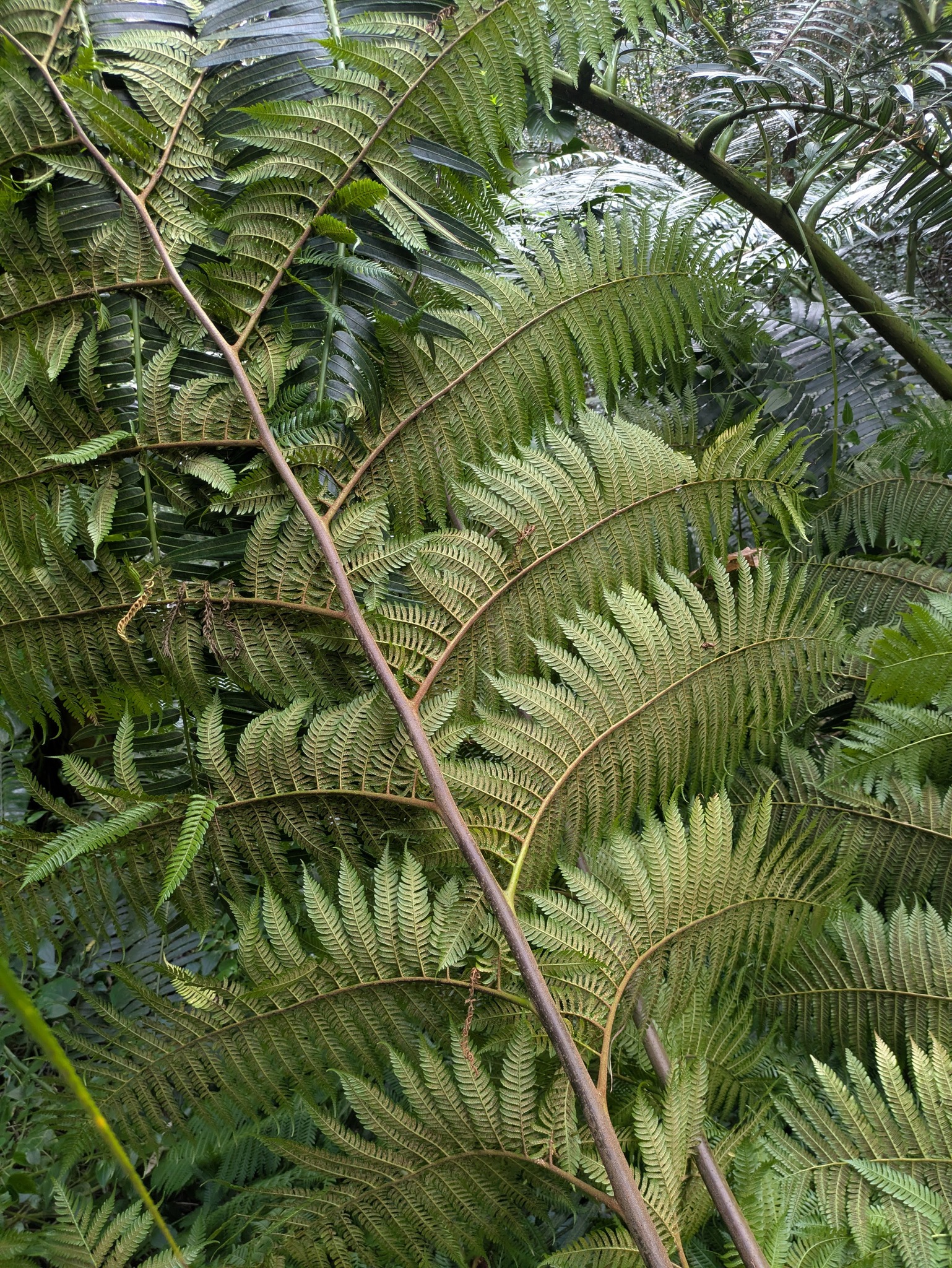 Photograph of Sphaeropteris