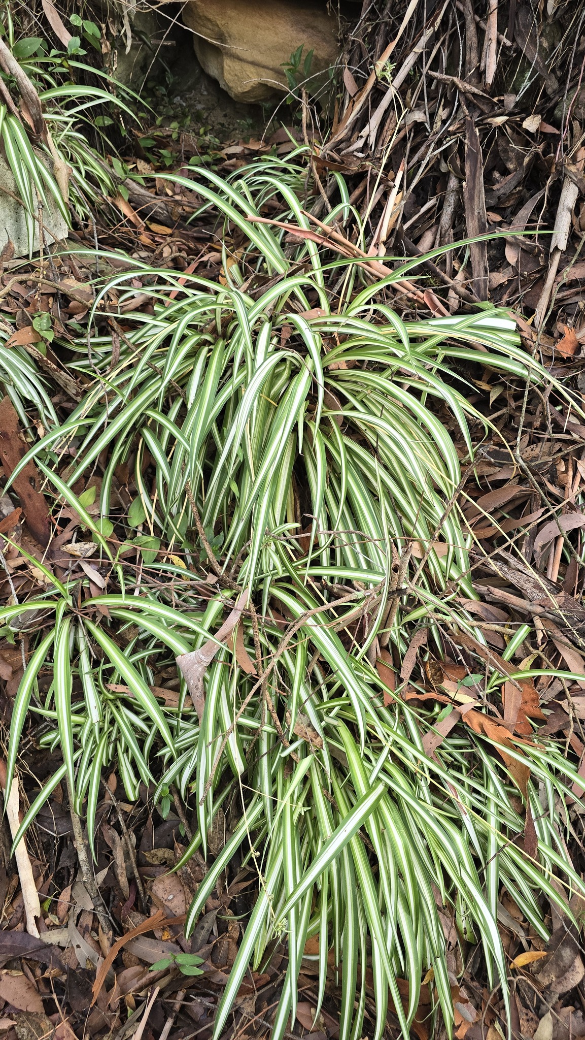 Photograph of Spider Plant