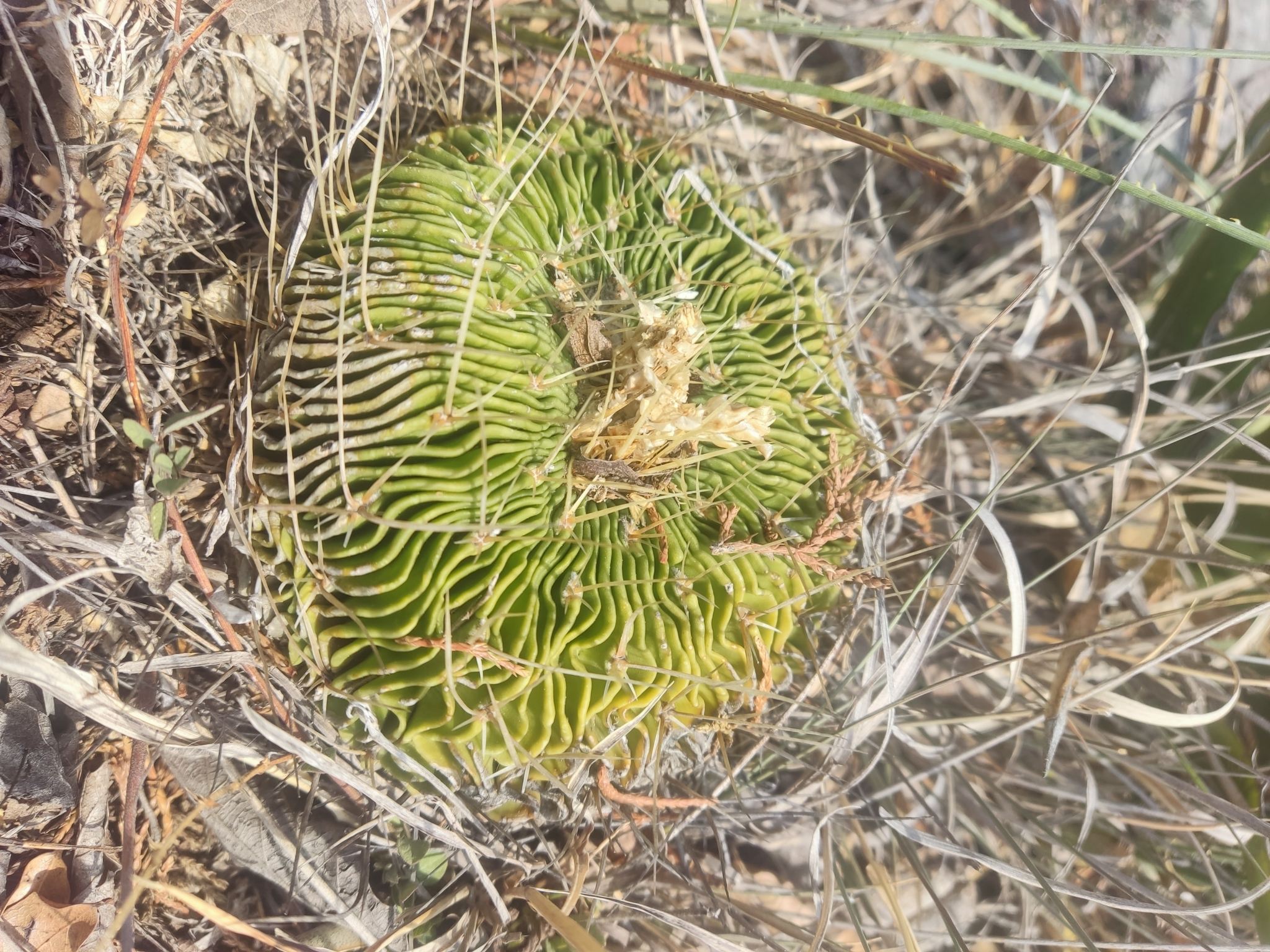 Photograph of Stenocactus