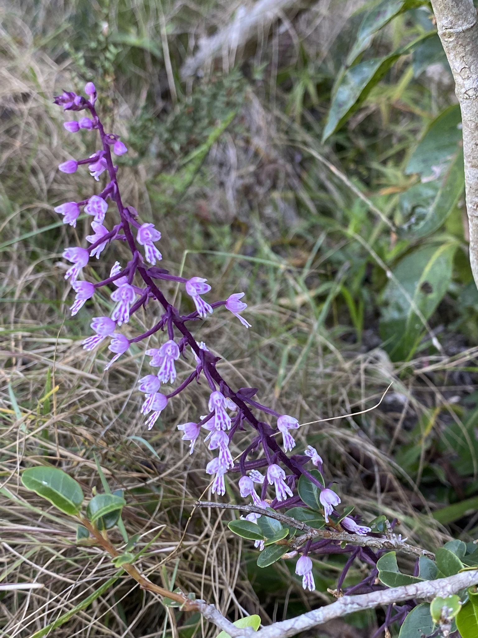Photograph of Stenoglottis