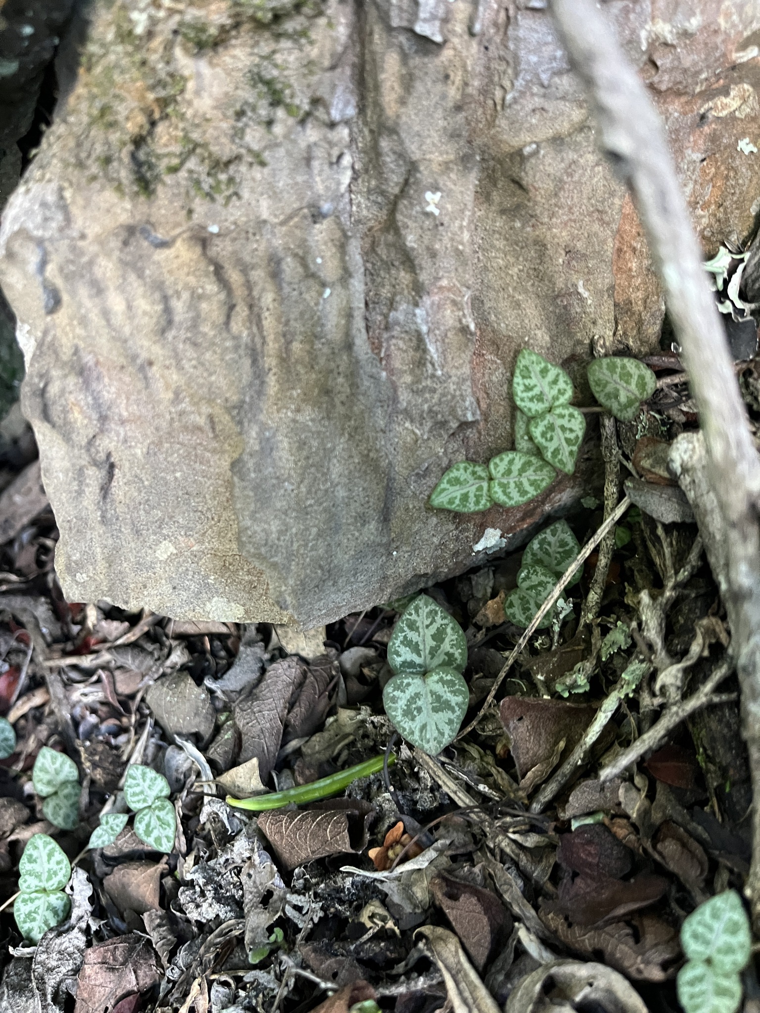 Photograph of String of Hearts