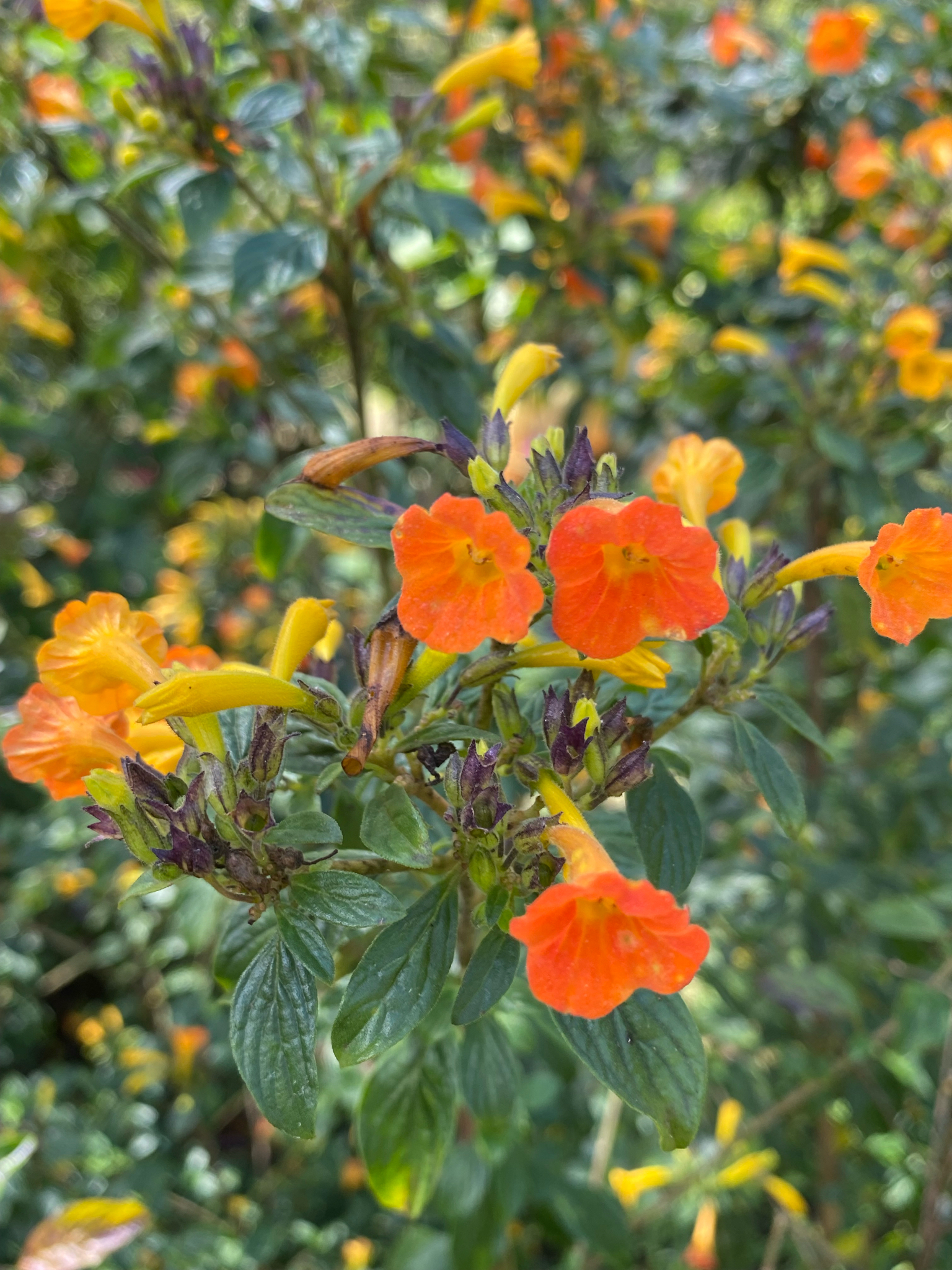 Photograph of Marmalade Bush