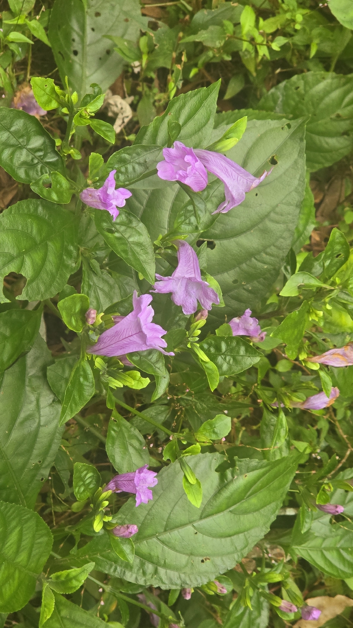 Photograph of Strobilanthes