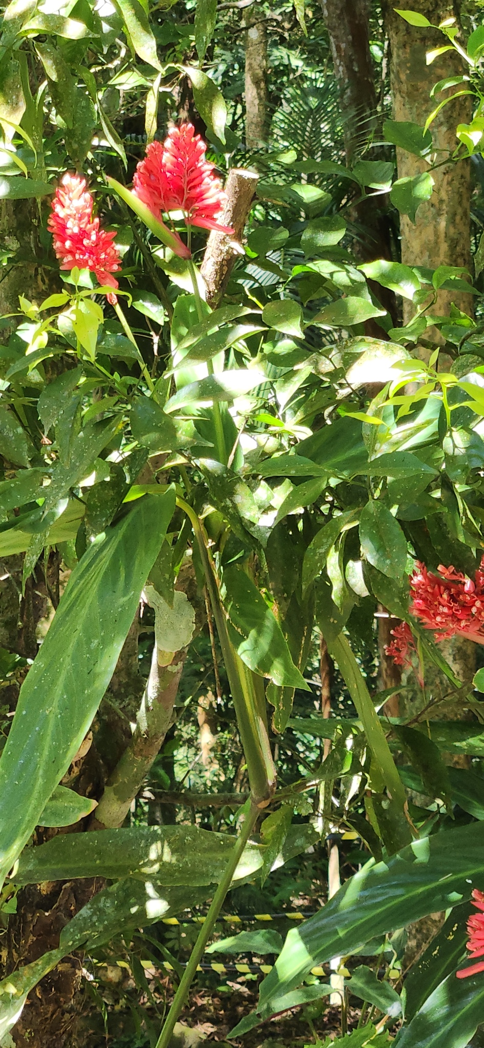 Photograph of Stromanthe
