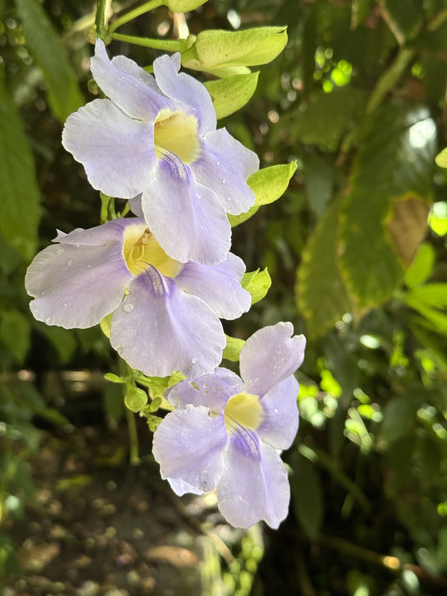 Photograph of Thunbergia