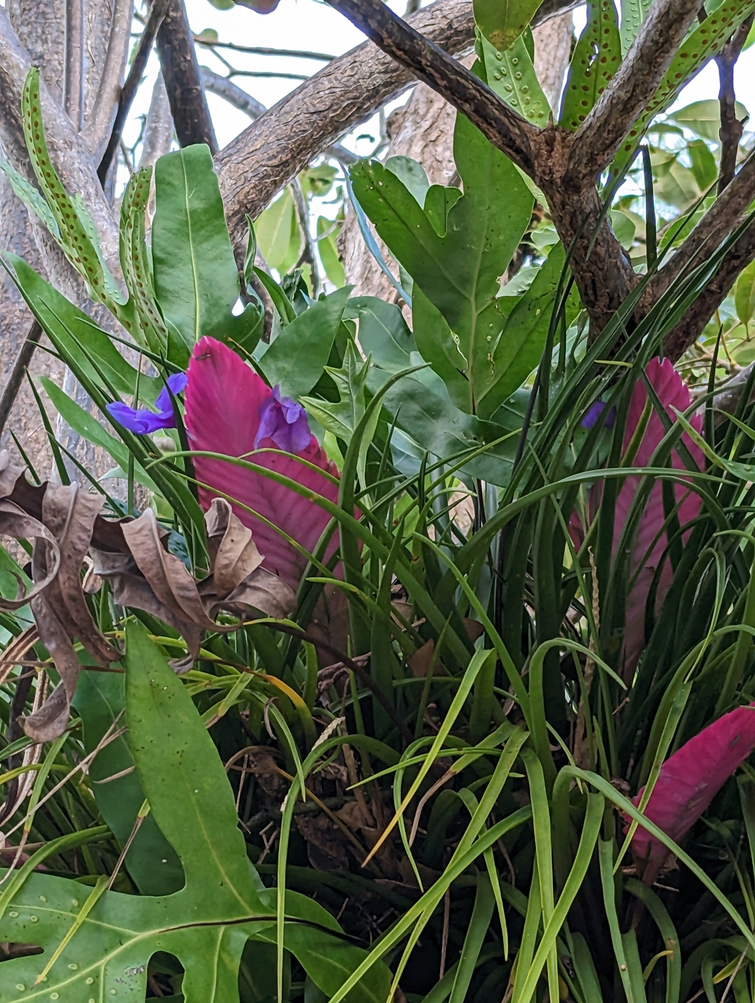 Photograph of Air Plant