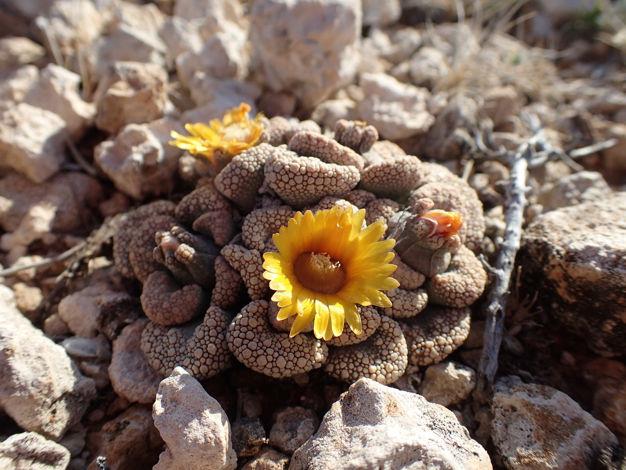 Photograph of Titanopsis