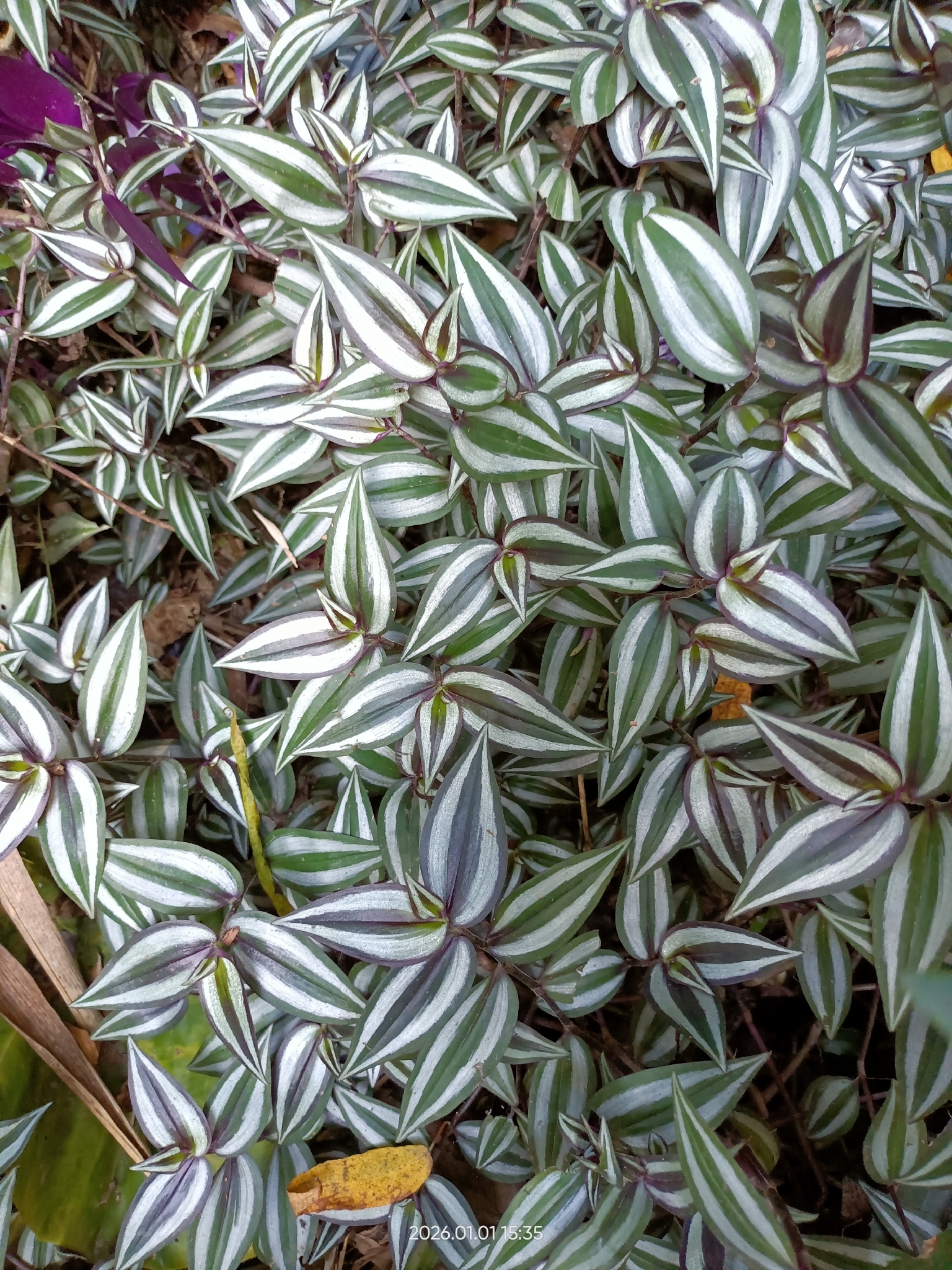 Photograph of Inch Plant (Tradescantia)