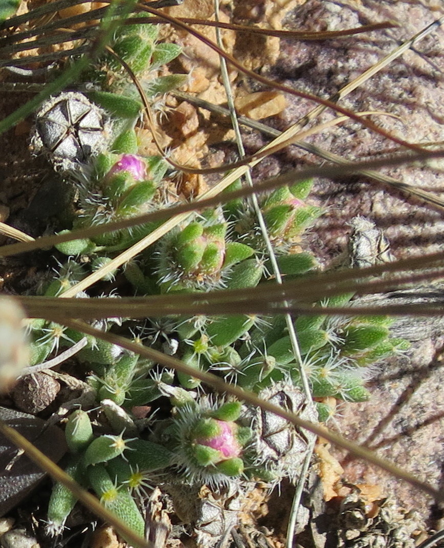 Photograph of Trichodiadema