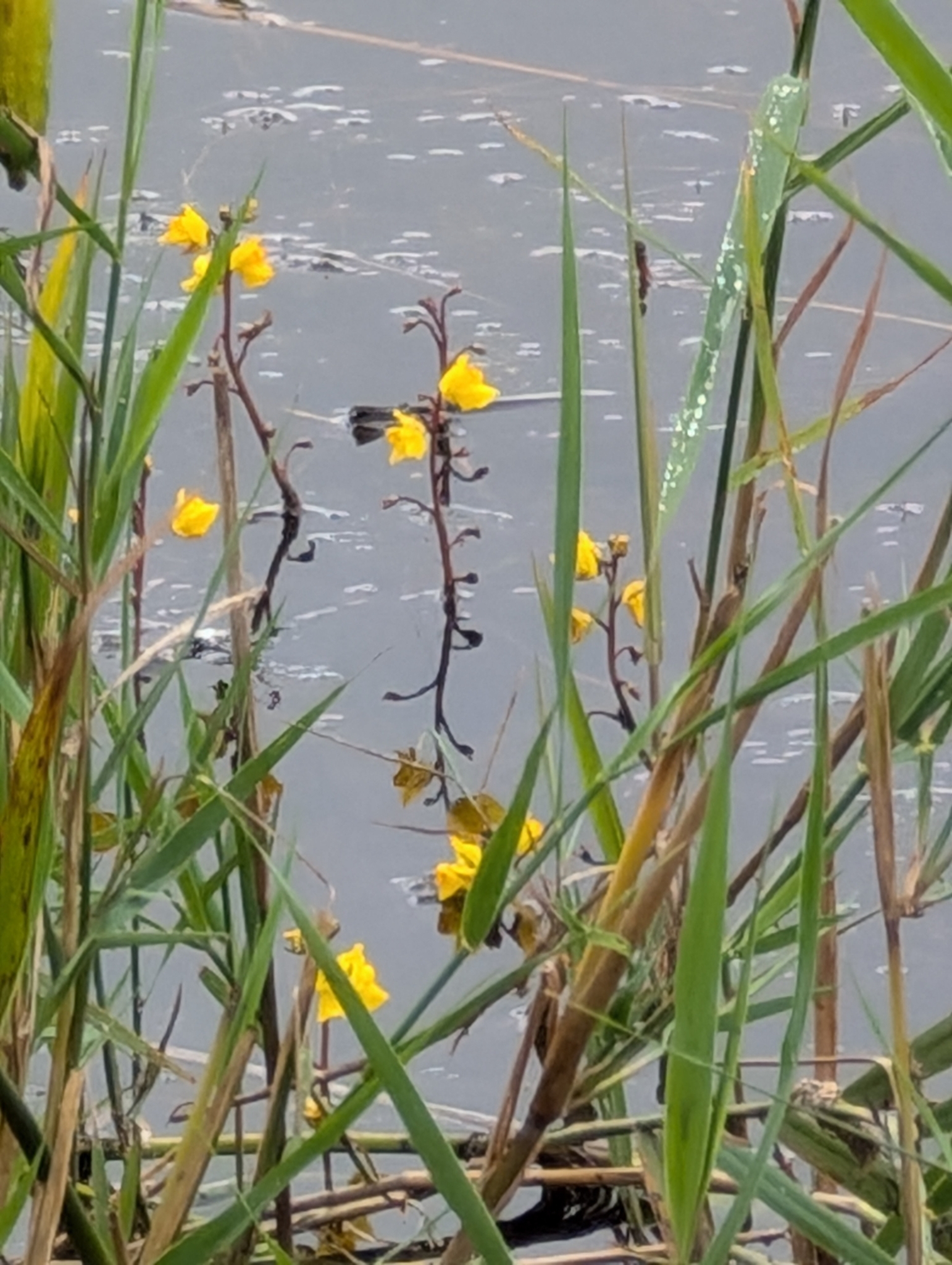 Photograph of Bladderwort