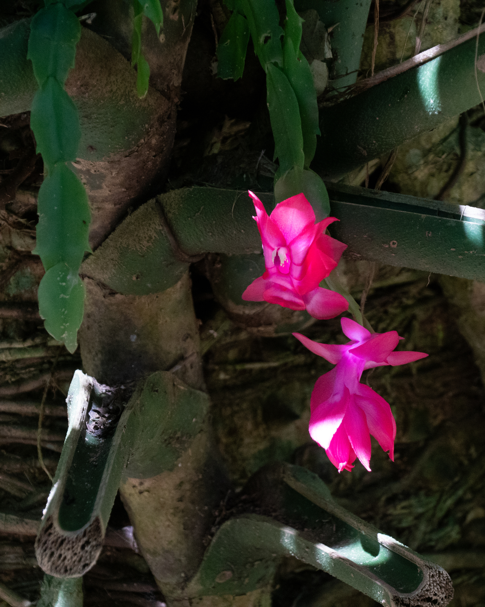Photograph of Christmas Cactus
