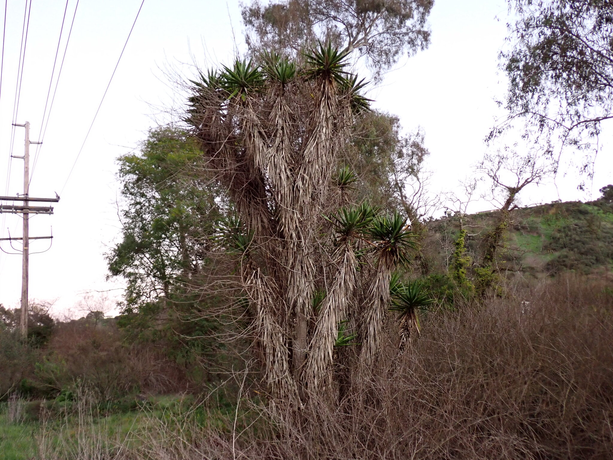 Photograph of Yucca (indoor)