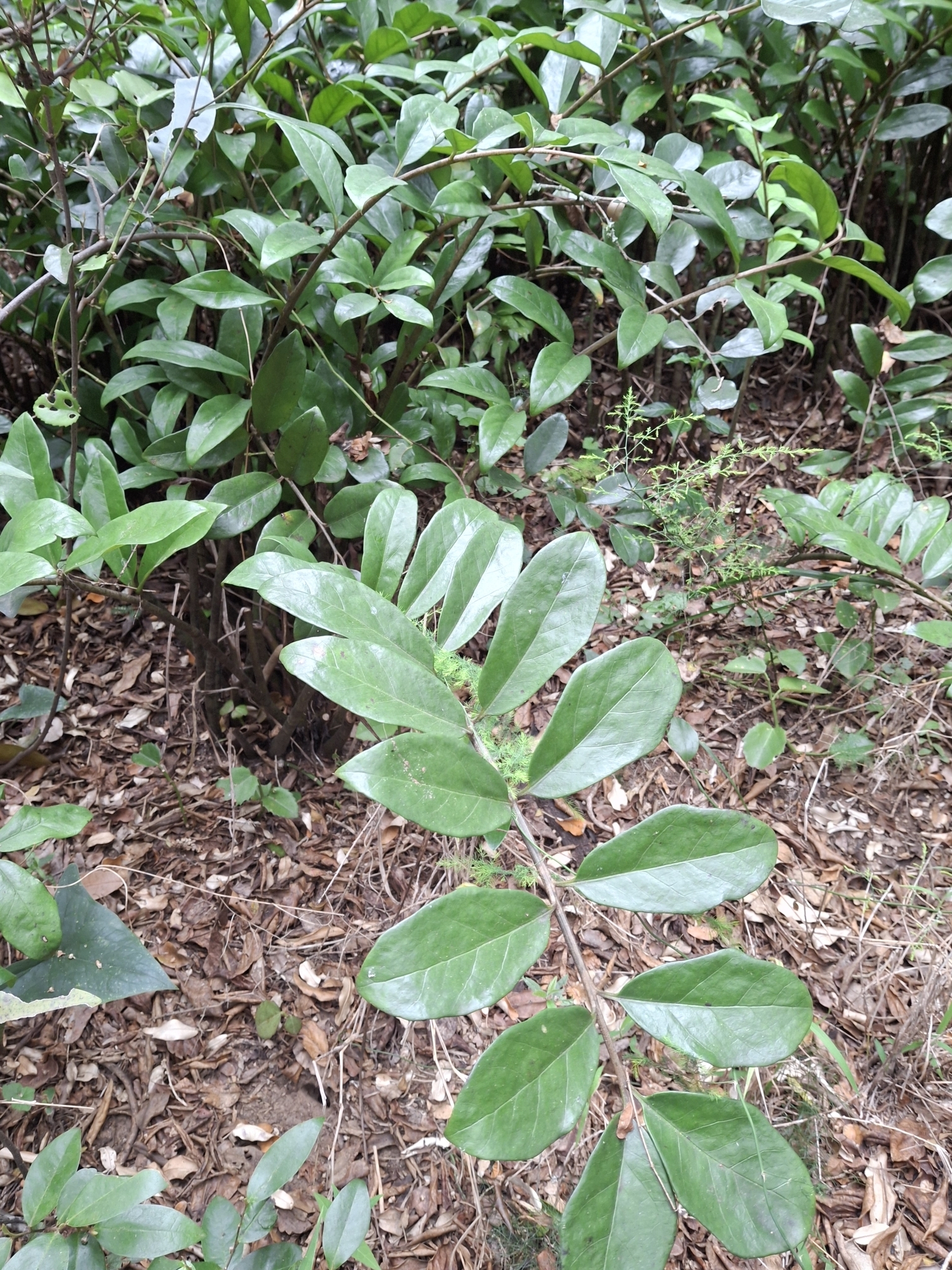 Photograph of ZZ Plant