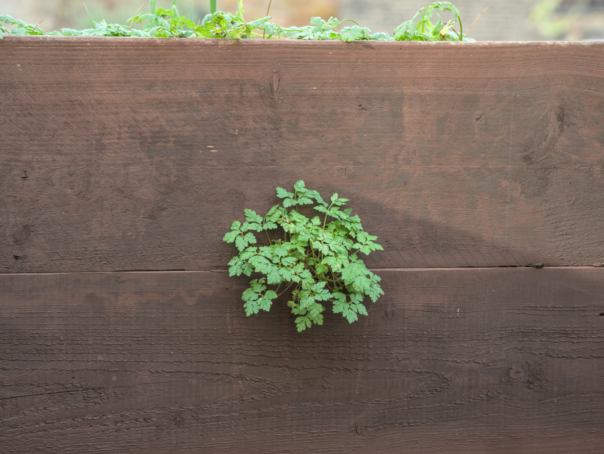 Photograph of Herb Robert