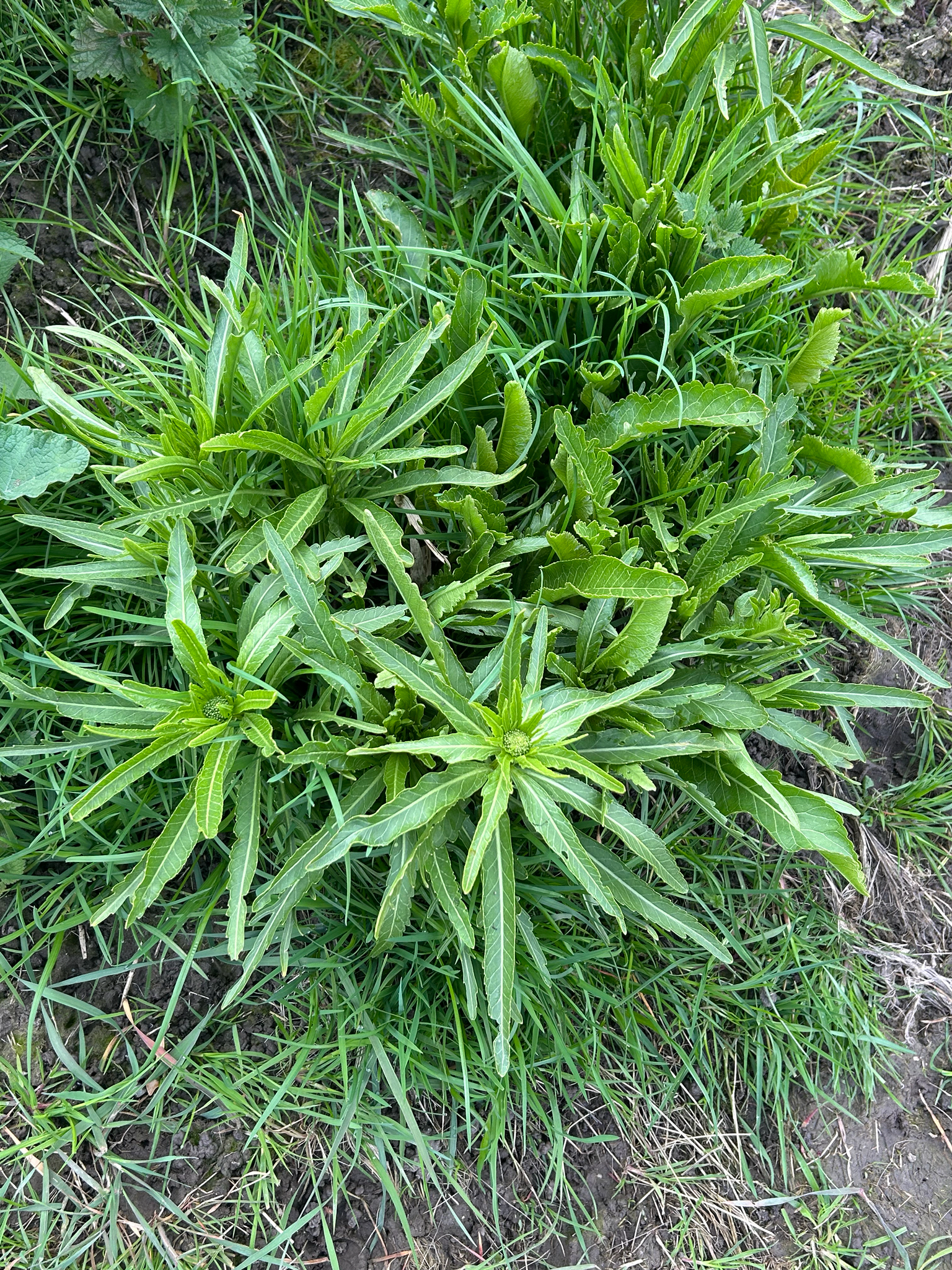 Photograph of Horseradish