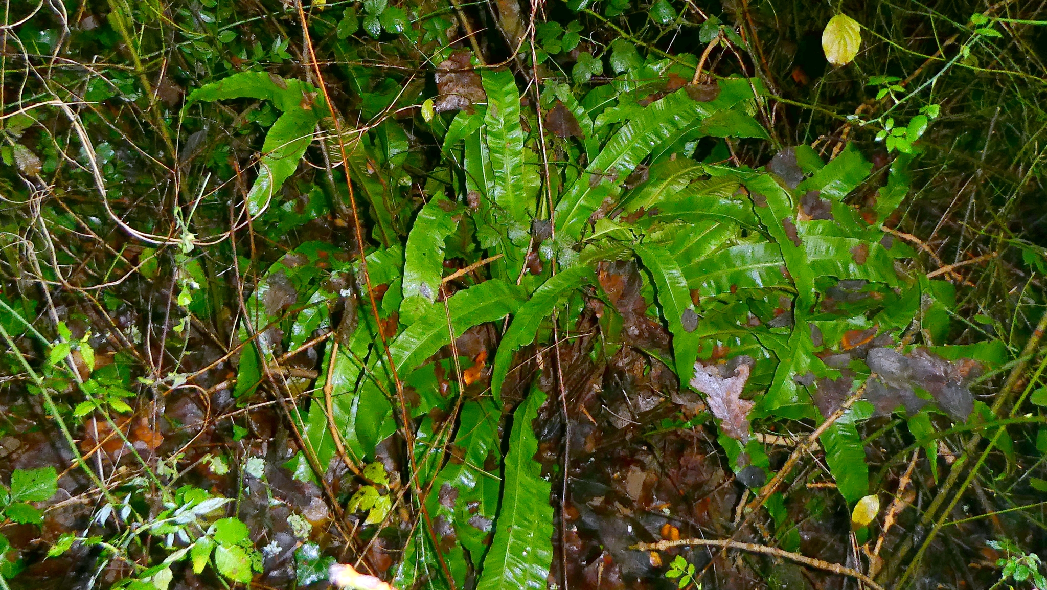 Photograph of Harts Tongue Fern