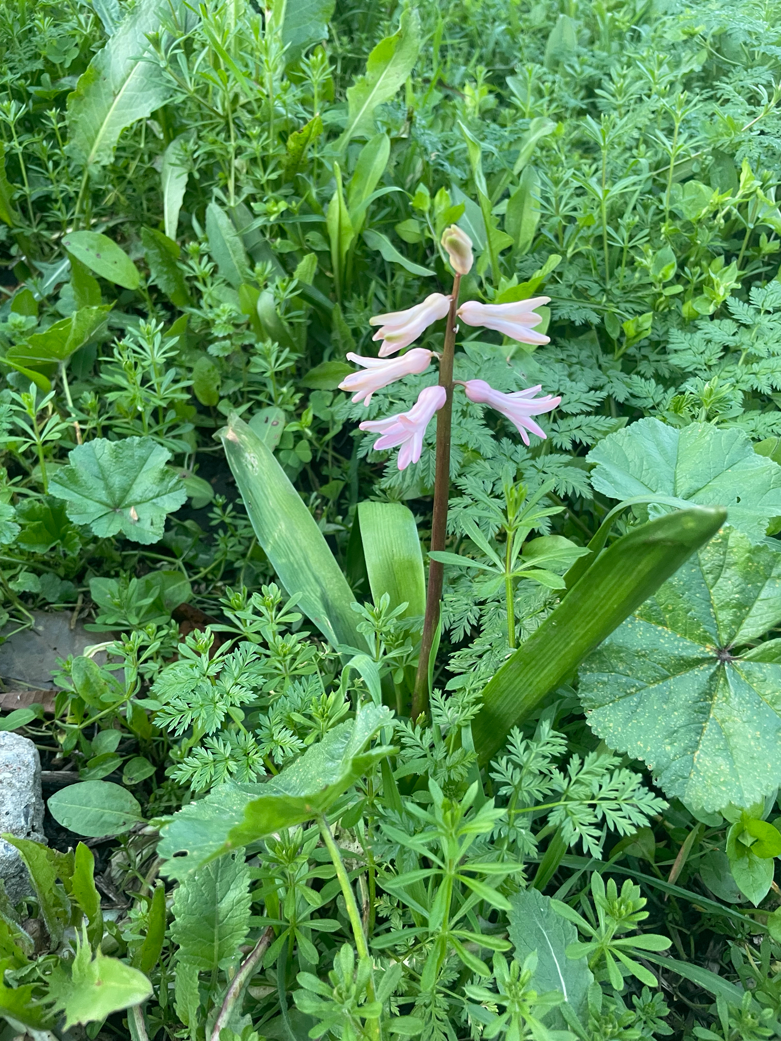 Photograph of Hyacinth
