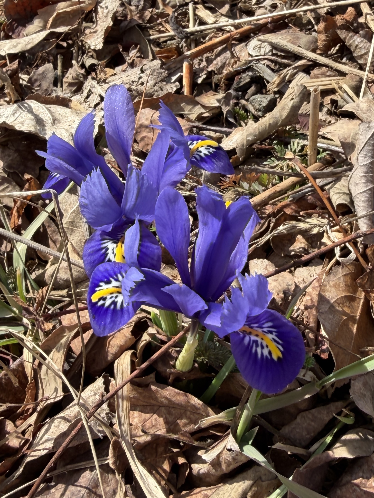 Photograph of Iris