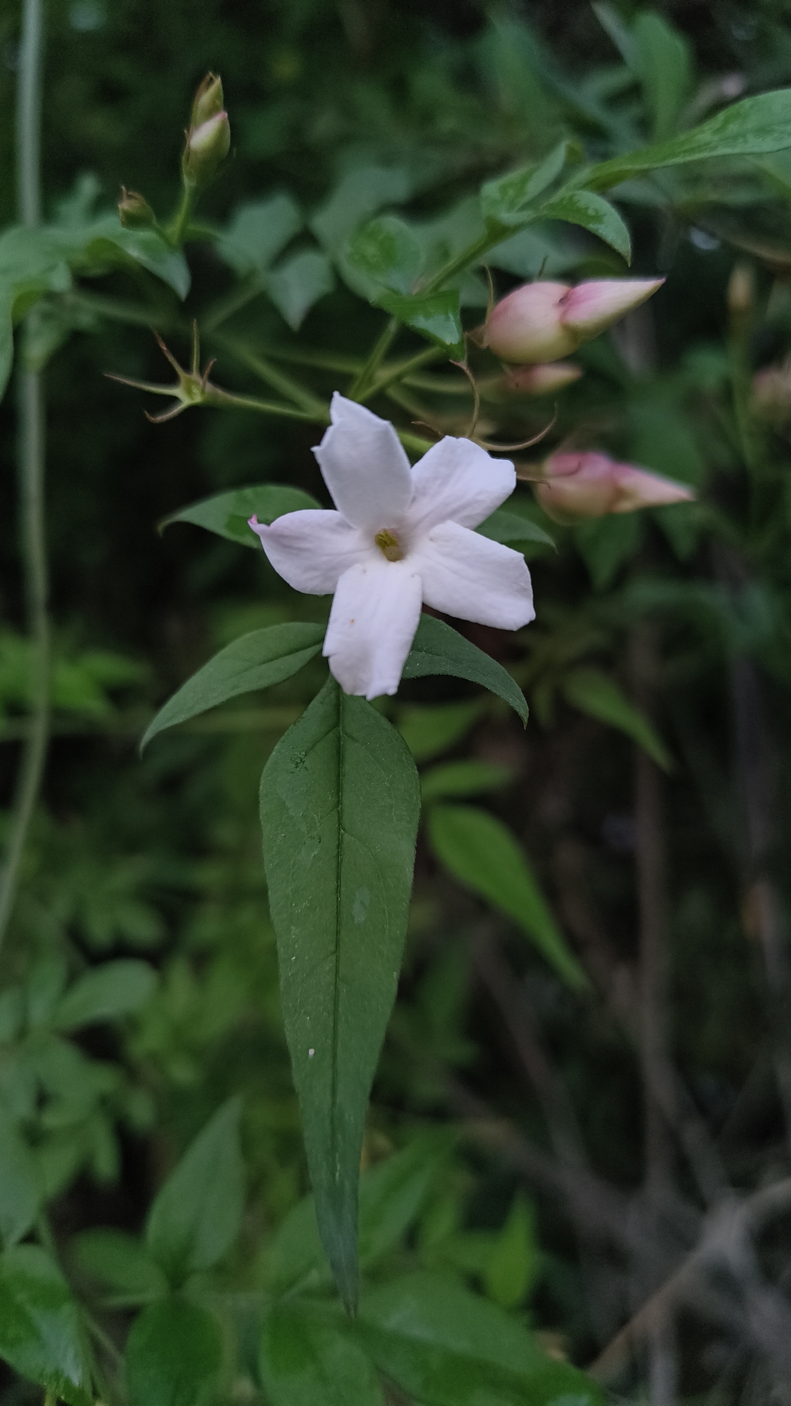Photograph of Jasmine