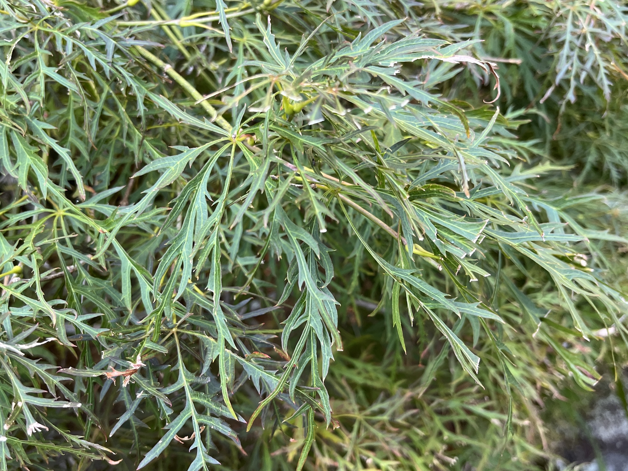 Photograph of Japanese Maple