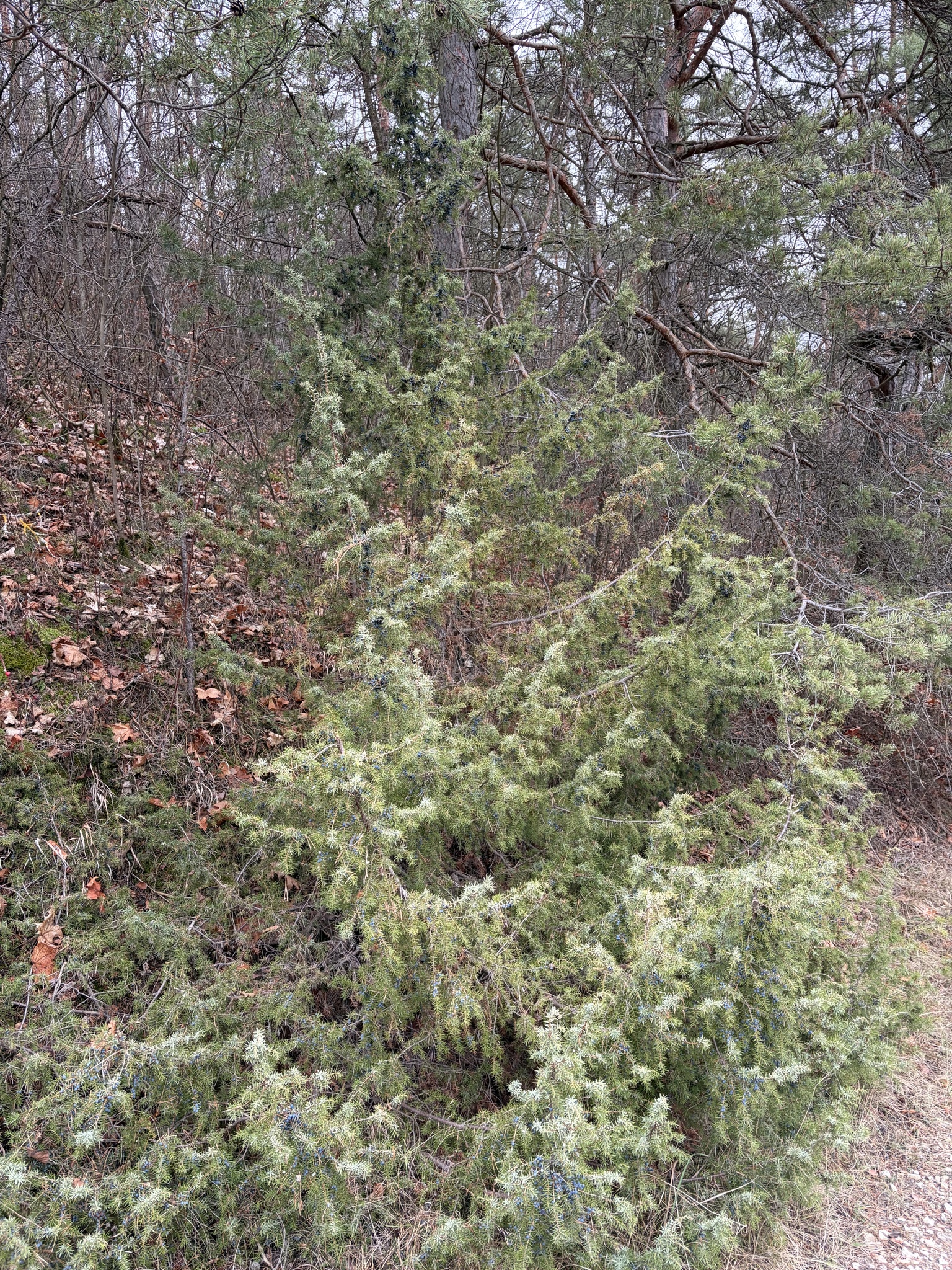 Photograph of Juniper