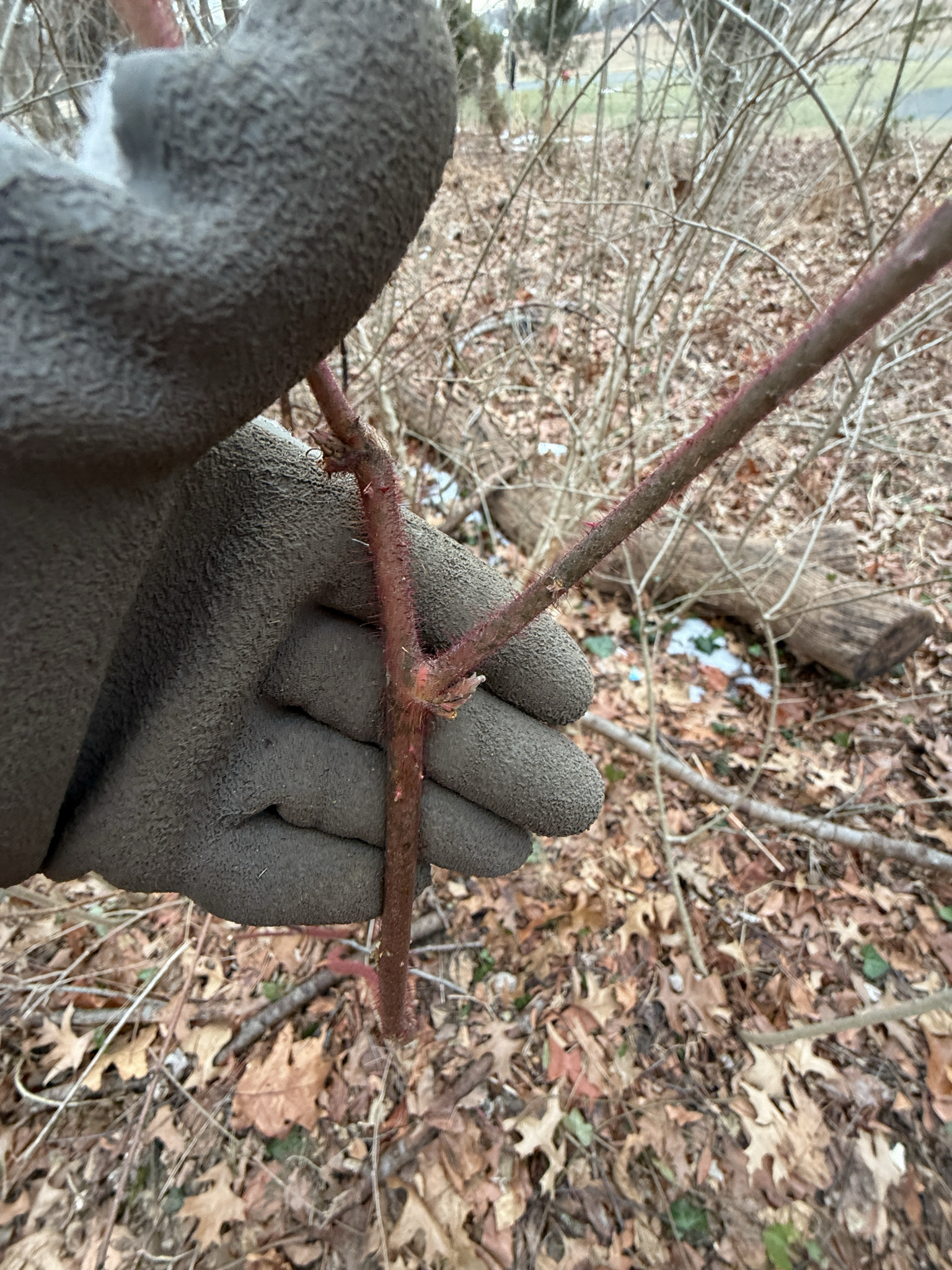 Photograph of Japanese Wineberry