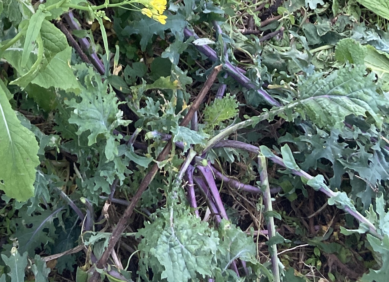 Photograph of Kale