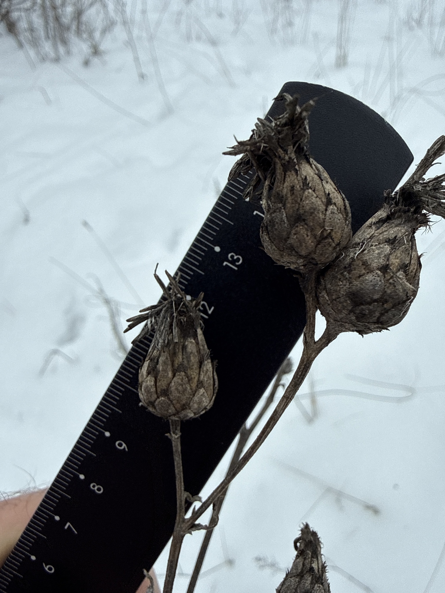 Photograph of Greater Knapweed