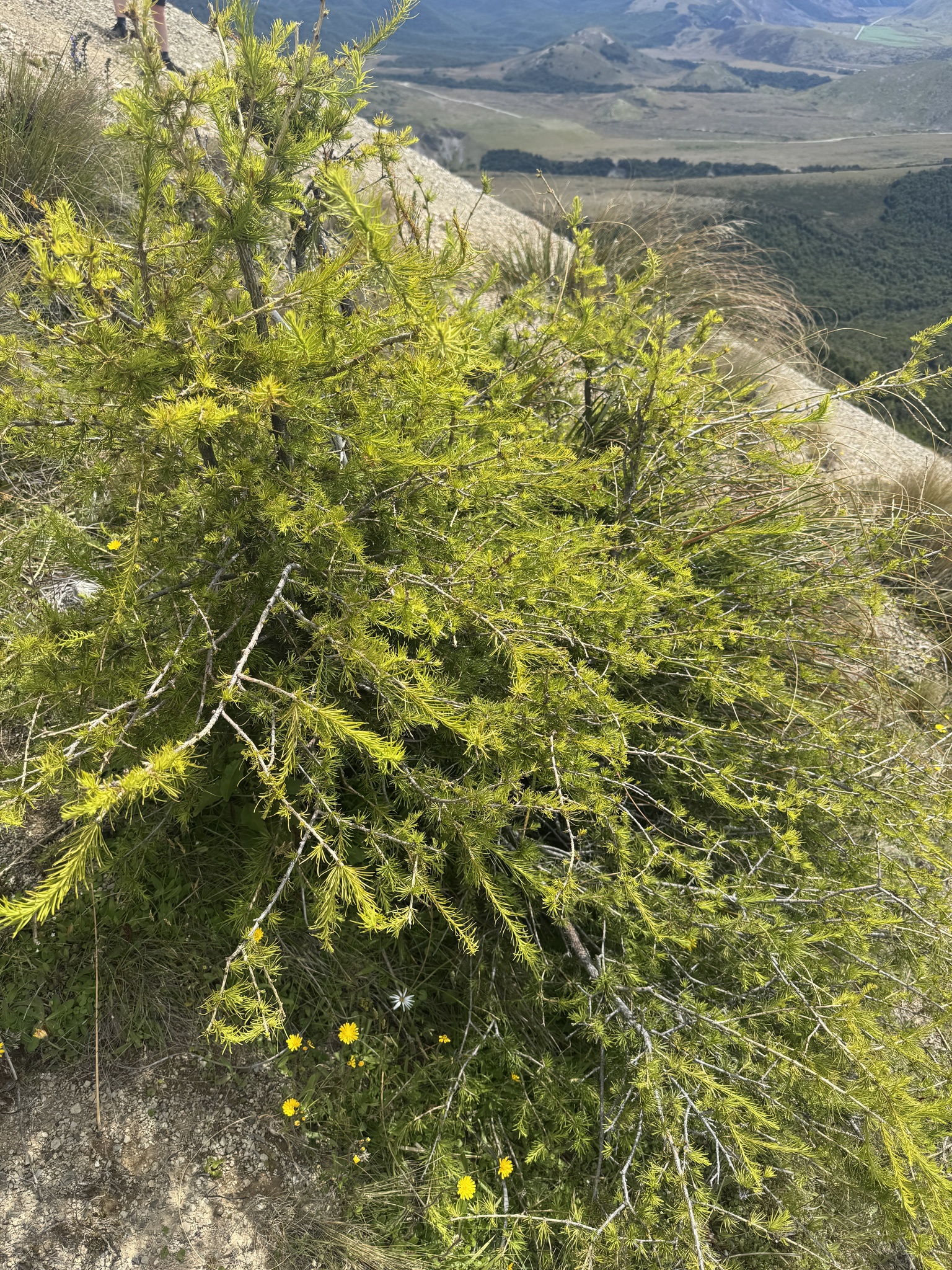 Photograph of Larch