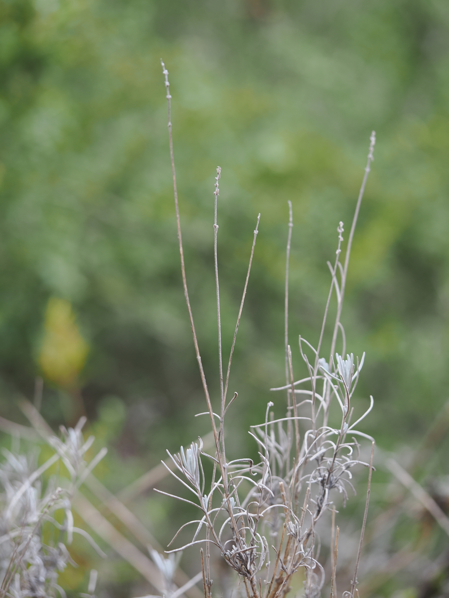 Photograph of Lavender