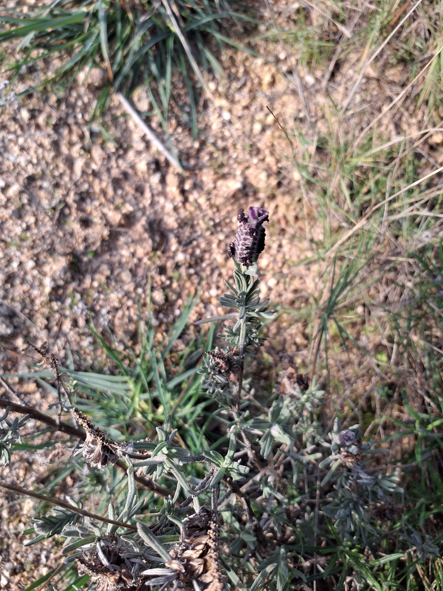 Photograph of French Lavender