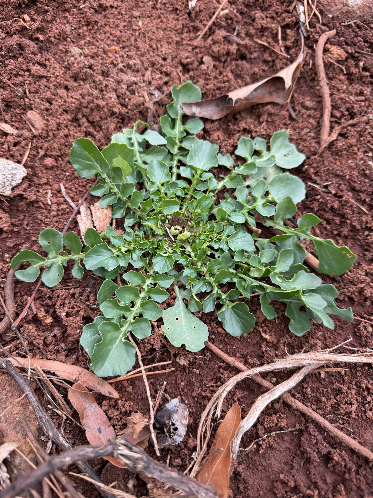 Photograph of Land Cress