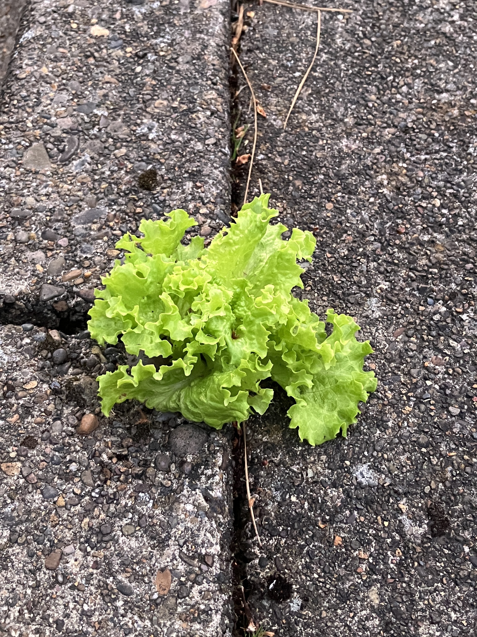 Photograph of Lettuce