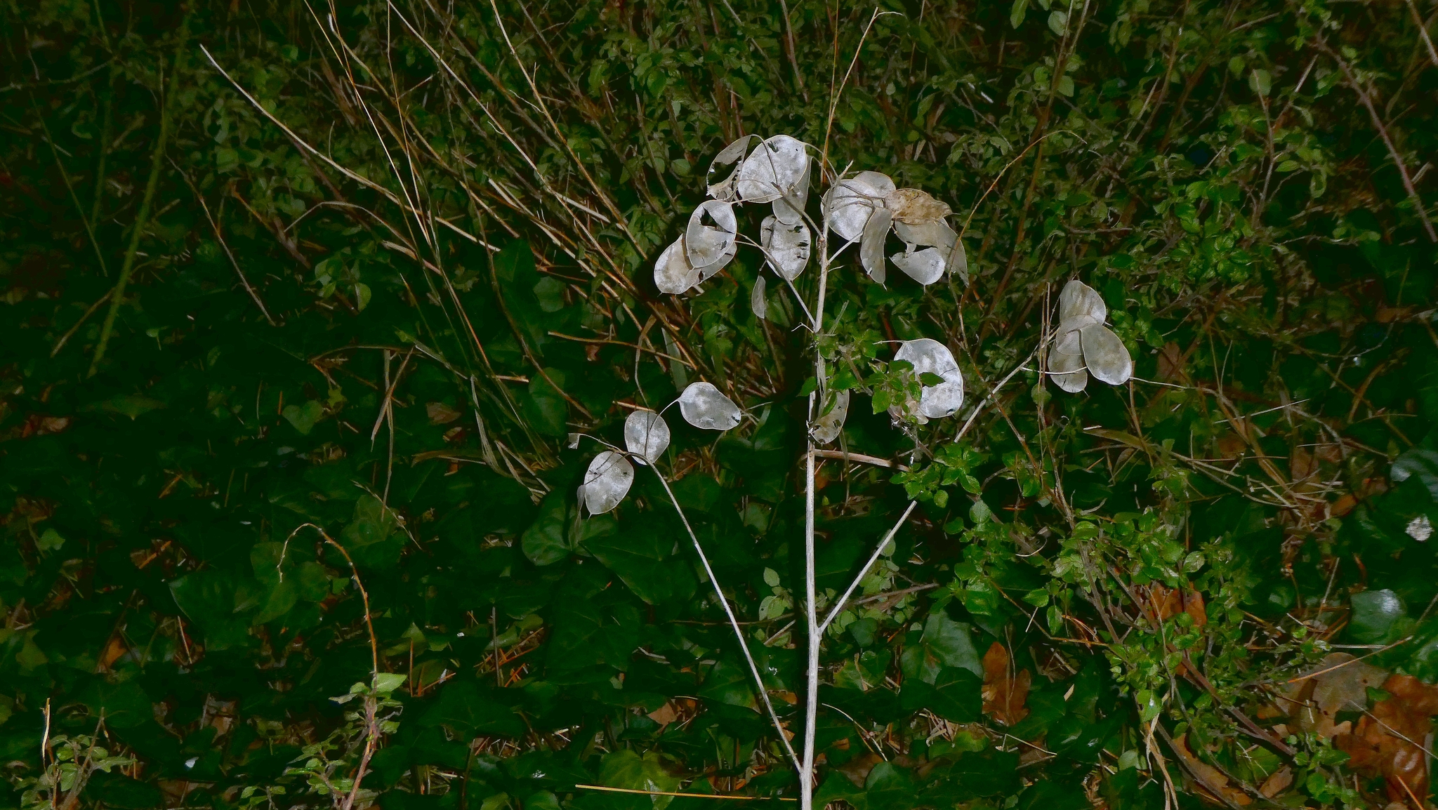 Photograph of Honesty (Lunaria)
