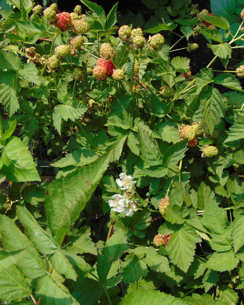 Photograph of Loganberry