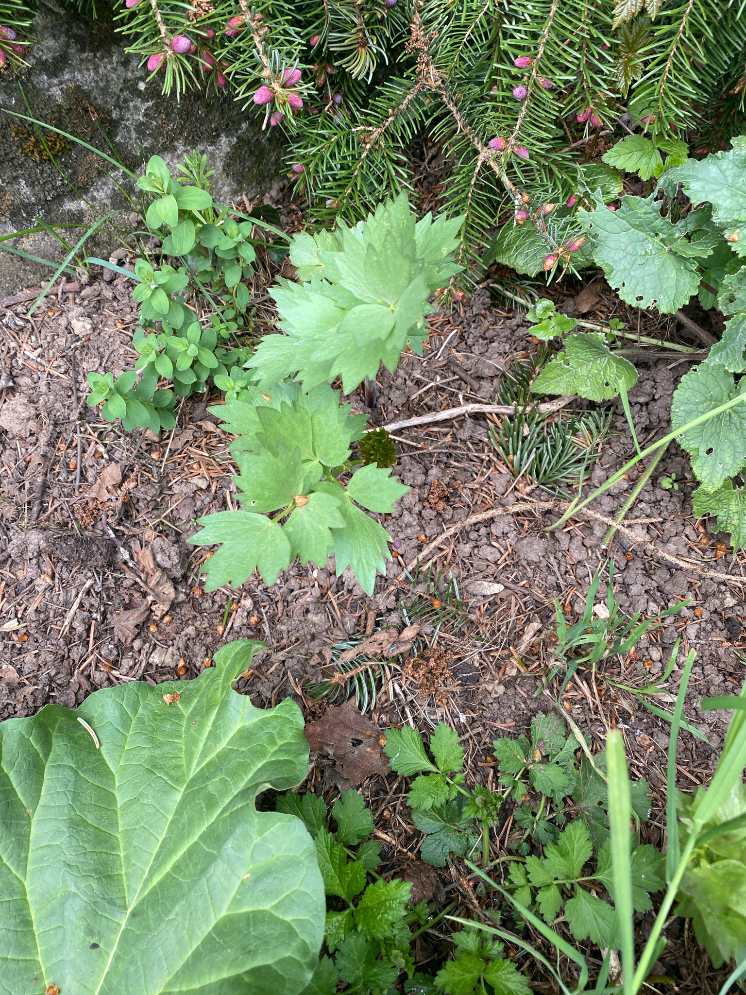 Photograph of Lovage