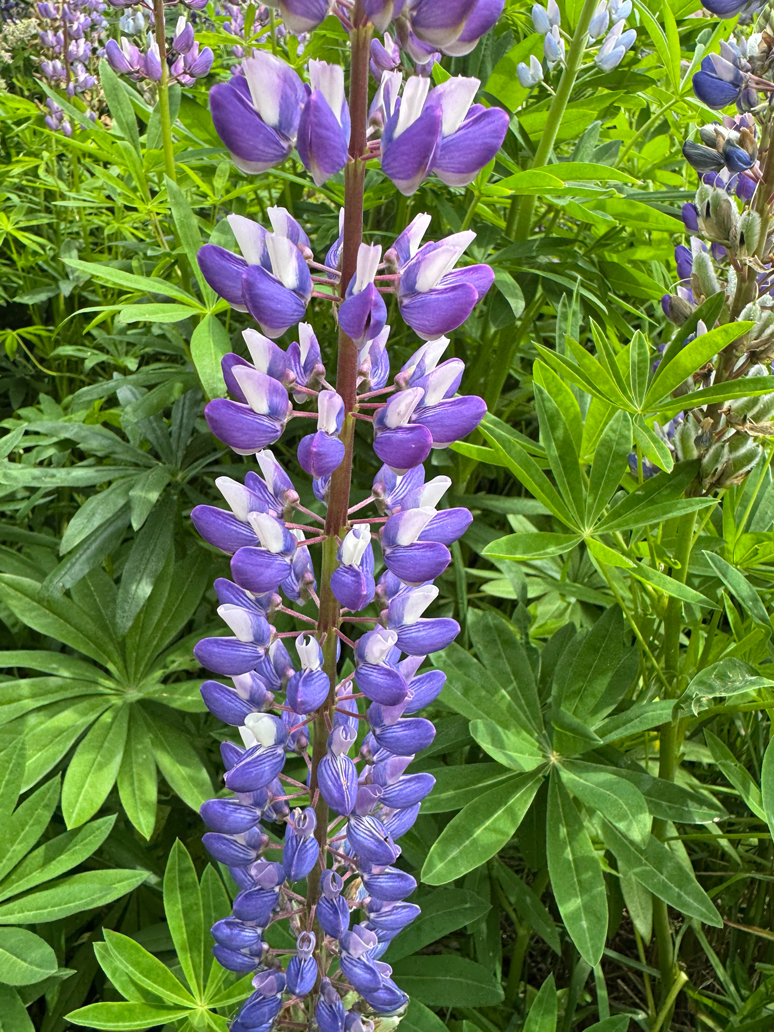 Photograph of Lupin