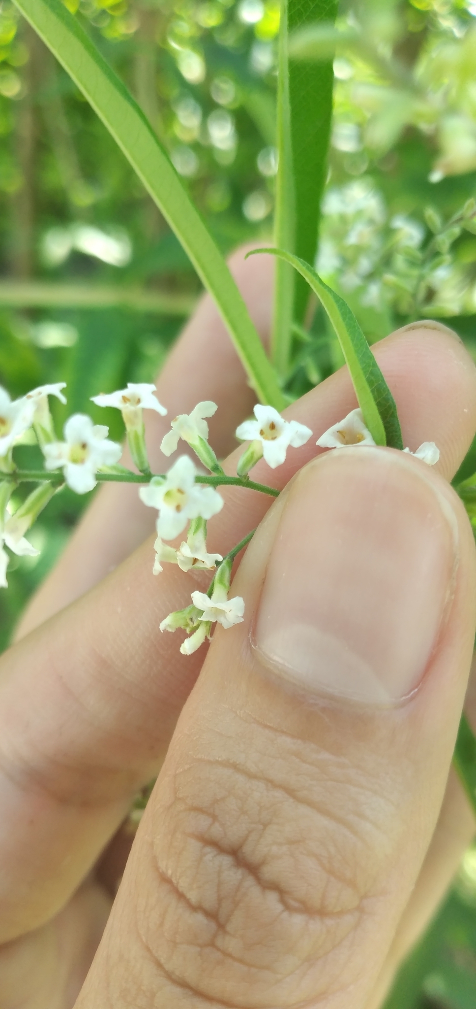 Photograph of Lemon Verbena