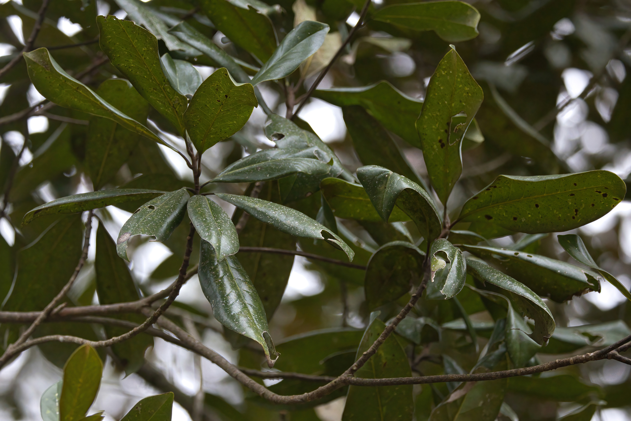 Photograph of Magnolia