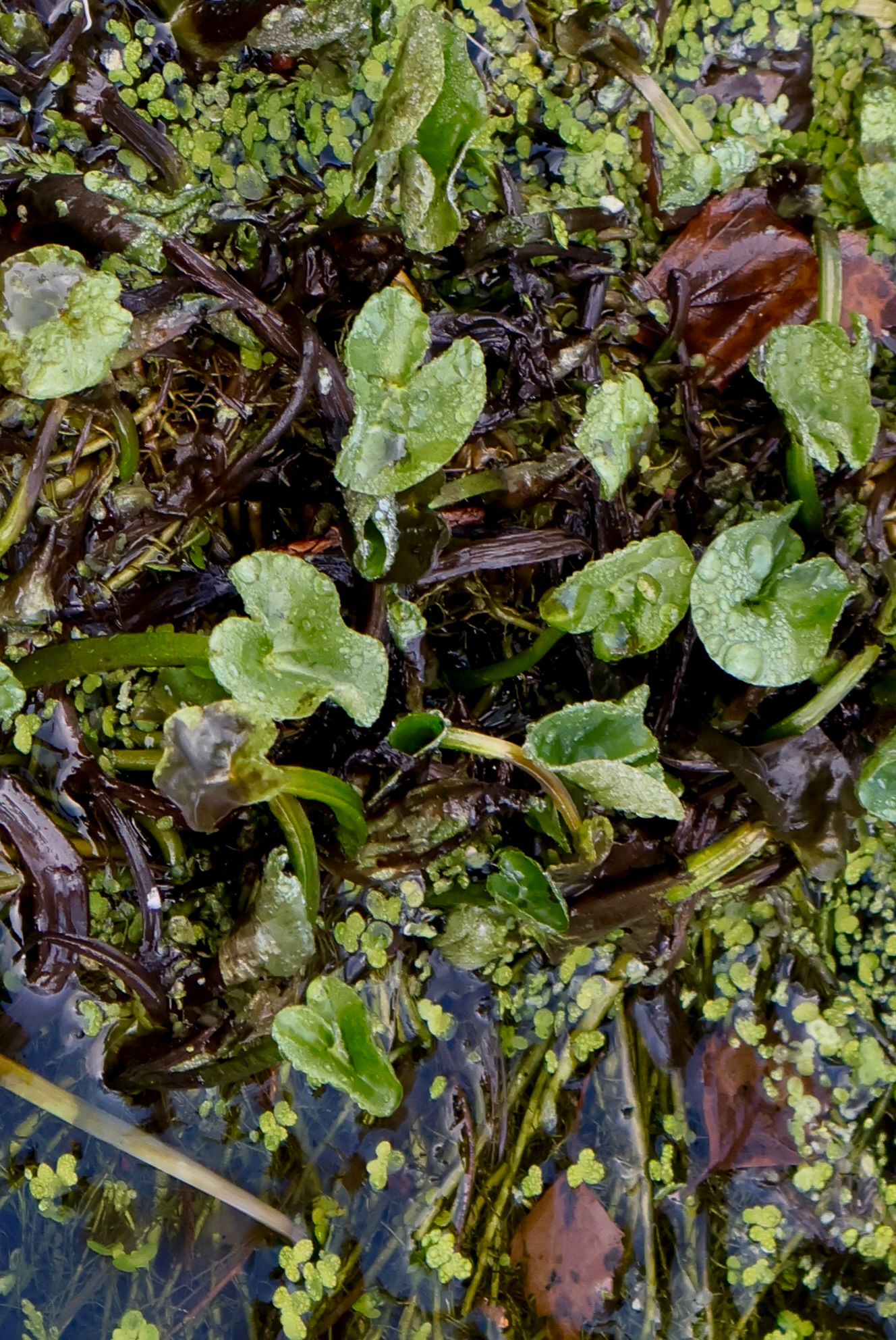Photograph of Marsh Marigold