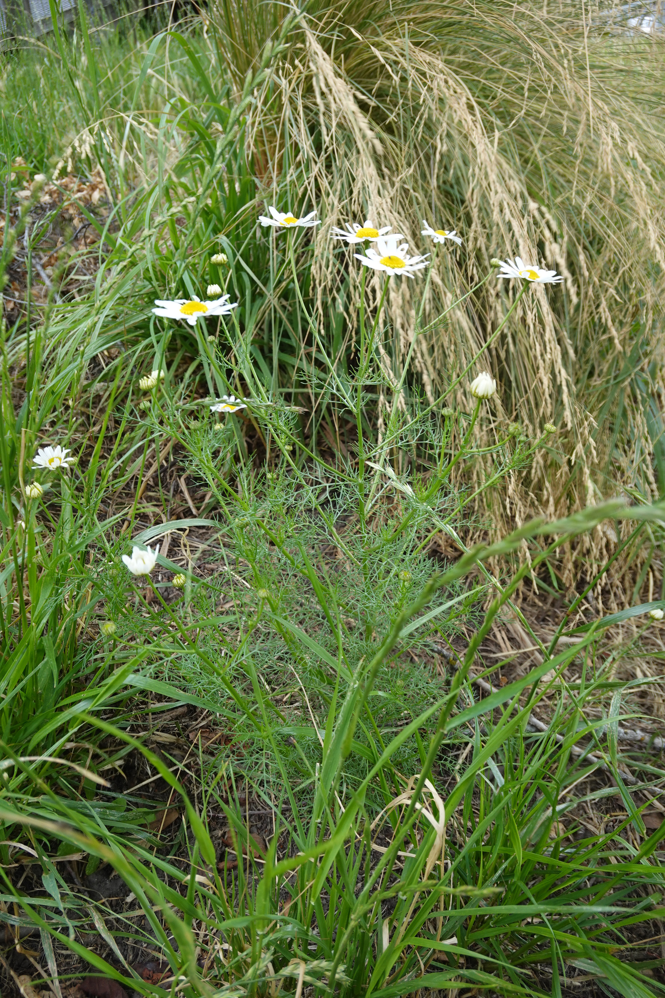 Photograph of Scentless Mayweed